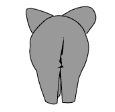 Elephant_butt.gif (11558 bytes)