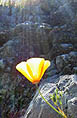 Poppy on Fortini Trail, Santa Teresa Park