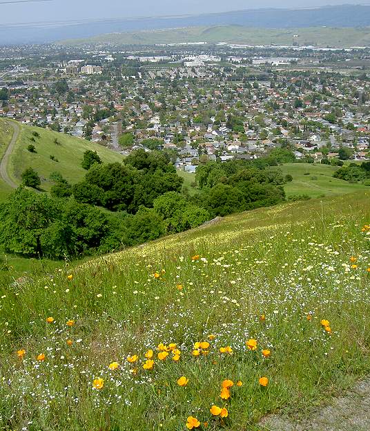 Bernal Hill Loop Trail Flowers