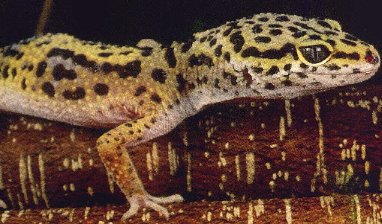 Adult Leopard Gecko