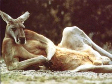 Male Kangaroo