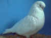 BBB White.JPG (48226 bytes)