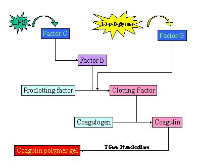 antimicrobial activity of medicinal plant thesis antimicrobial activity of medicinal plant thesis