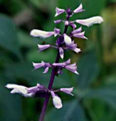 Salvia Divinorum Flower - photo by Will Cook