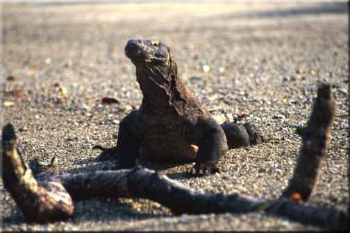 komodo dragon and dinosaurs