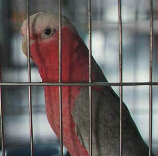 [ Rose Breasted Cockatoo ]