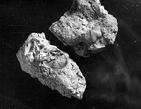 FOSSIL CHONETES (2 SPECIES) FK-14; FROM THE KAIBAB FORMATION. CIRCA 1930. STAFF.
