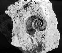 FOSSIL OF GASTROPOD FROM THE BRACKISH WATER PHASE OF KAIBAB FORMATION. CIRCA 1930. NPS.