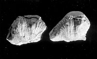 FOSSILS OF  PRODUCTUS ACCIDENTALIS FROM KAIBAB FORMATION.  CIRCA 1930. NPS