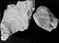 FOSSIL OF PELECYPODS OF AVICULOPECTIN GROUP FROM KAIBAB FORMATION. CIRCA 1930. NPS