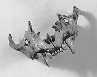 UPPER JAW OF MOUNTAIN LION COLLECTED IN RAMPART CAVE. OCT 1936. NPS.
