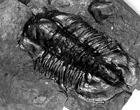 MUSEUM COLLECTION OBJECT: TRILOBITE FOSSIL GRCA # 21399. 10 AUG 1988. PROBST, NPS. 