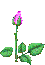 bloominrose3