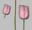 Pink Tulips & Stem