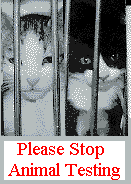 Please Stop Animal Testing