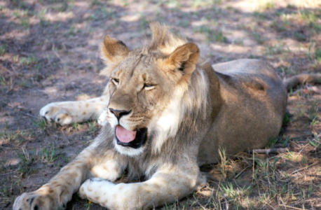male lion