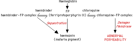 Chloroquine action