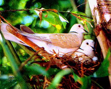 DOVES