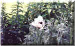 White Oriental Poppy