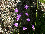 Lilac Campanula