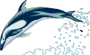 dolphin enter