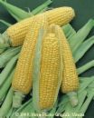 an ear of corn
