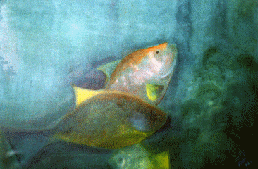 peixe de rio - leo s/ tela 90 x 130cm