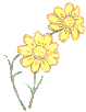 This is a yellow daisy.