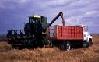 Picture of Combine harvesting field