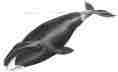 Picture of Bowhead Whale