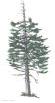 Picture of Sitka Spruce - State Tree