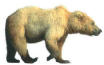 Picture of Grizzle Bear