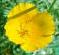 Picture of Golden Poppy