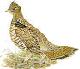 Picture of Ruffed Grouse