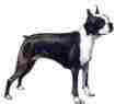 picture of Boston Terrier