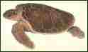 Picture of turtle