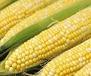 Picture of corn