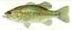 Picture of largemouth bass