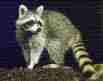 Picture of raccoon