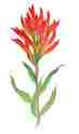 Picture of Indian Paintbrush