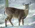 Picture of White-Tailed Deer