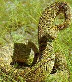 Picture of rattlesnake