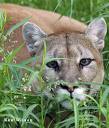 Picture of mountain lion