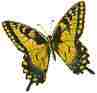 Picture of Oregon Swallowtail Butterfly