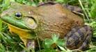 Picture of northern american bullfrog 