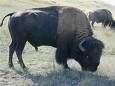 Picture of Bison