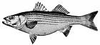 Picture of State Fish