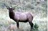 Picture of rocky mountain elk