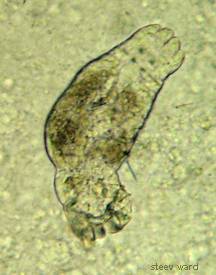 gillfluke7.jpg