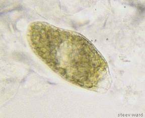 Velvet, or Oodinium